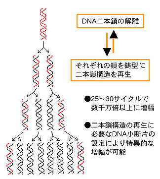 遺伝子増幅機構