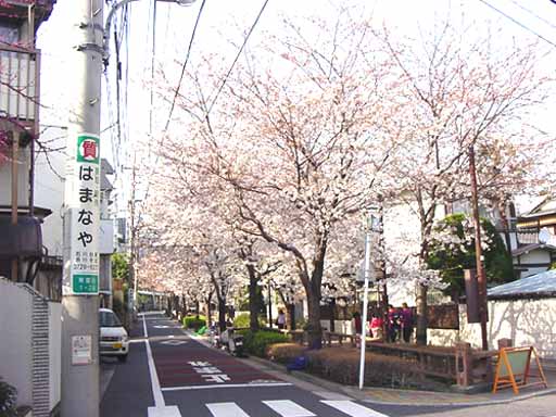 桜の開花
