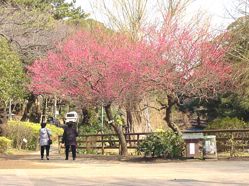 洗足池の紅梅