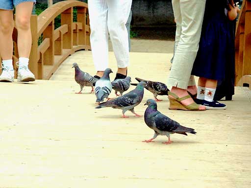 鳩