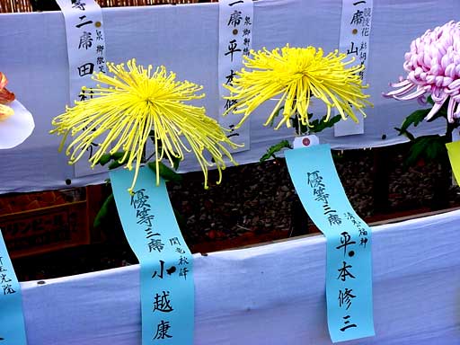 大輪咲きの菊