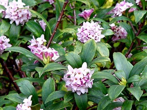 沈丁花
