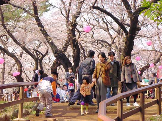 桜山