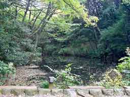 水鳥の沼