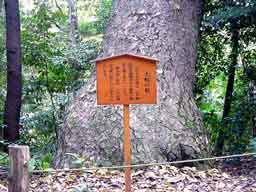 大蛇の松
