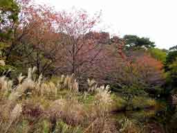 紅葉の早いところ